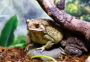 Malay toad. The main color of the backs of toads are brown, black. The skin of this toad is covered with a continuous layer of uniform black pimples, which are larger on the back than on the sides. Th