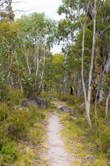 Native Australian forest vegetation in Kosciuszko National Park, NSW, Australia. Nature background with plants and vegetation.