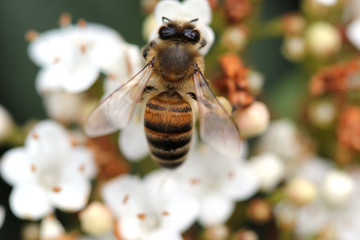 bee on flower