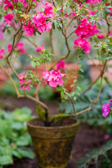 azalea flower in flower pot