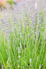 Lavender at sunset light