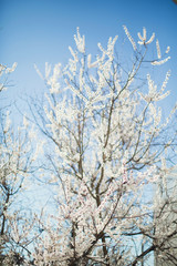 blossom tree and blue sky