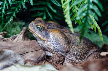 oad Aha (cane toad). These are the most famous toads of Central and South America. Toads Aga quite large, can weigh about 1 kg, and in length reach 25 centimeters. On the back of the head, behind the 