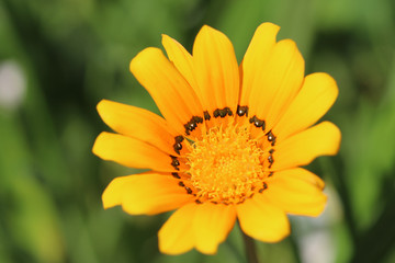  flower on green background of grass