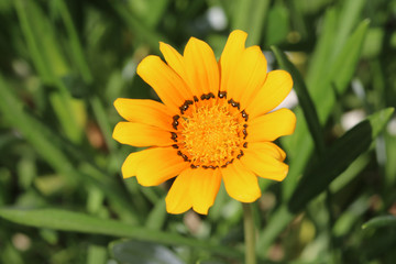  flower on green background of grass