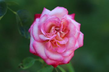 pink rose macro photo