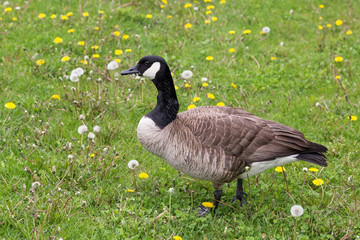 Canada Goose standing in lawn in profile with dandelion seeds in beak