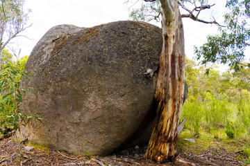 Native Australian forest vegetation in Kosciuszko National Park, NSW, Australia. Nature background with plants and vegetation.