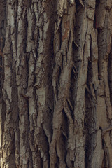 Fototapeta na wymiar bark of a cottonwood tree