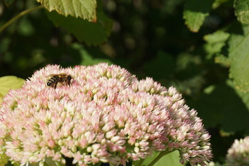 Eine Biene die auf einem Dickblattgewächse sitzt