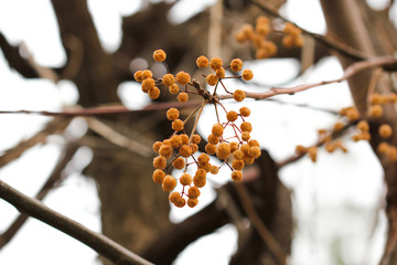 branch of a tree in winter