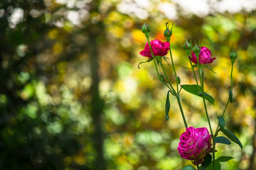 Pink roses in the garden. On a blurry background