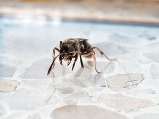 queen ant on mamade floor  in city looking area to make colony