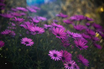 Obraz premium daisies in the garden with the first rays of sun