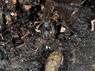 queen ant on mamade floor  in city looking area to make colony