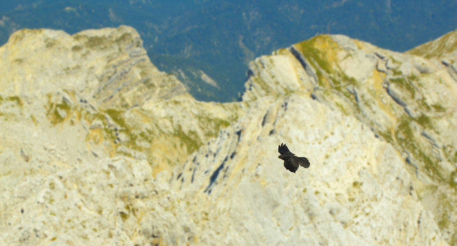 Flying Chough with rocks on background