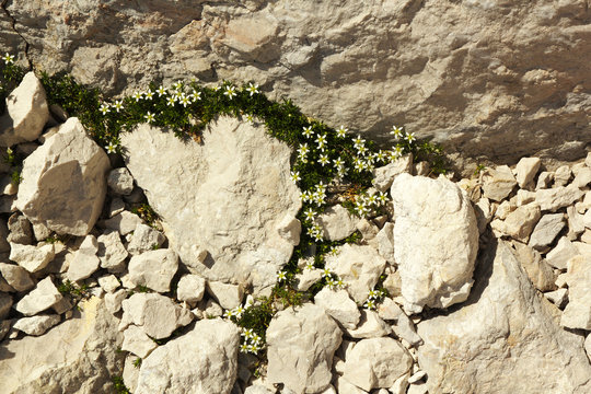 Detailed view of a limestone with blossoms of stonecrop
