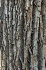 bark of a cottonwood tree