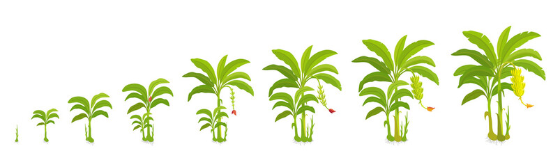 Crop cycle for banana tree. Crop stages bananas palm. Vector Illustration growing plants. Harvest growth biology. Musa acuminata cultivars. © Ilia