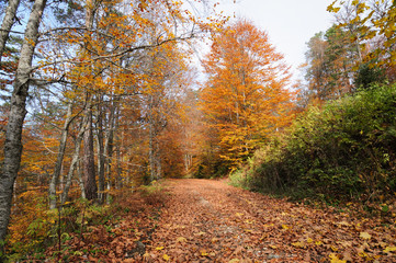 Autumn at Yedigöller National park
