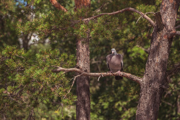 Bird (Dove, Pigeon or Disambiguation or Rock dove) Pigeon perched on a tree in a nature wild close up.