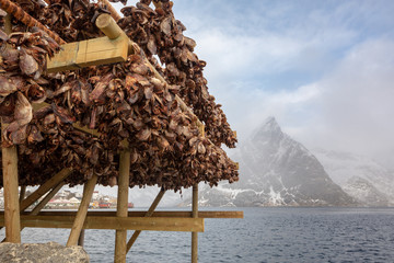 Norwegian traditional stockfish (codfish) drying on wooden racks near Sakrisoy village, Lofoten...