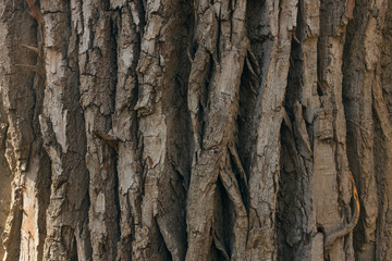 bark of a cottonwood tree
