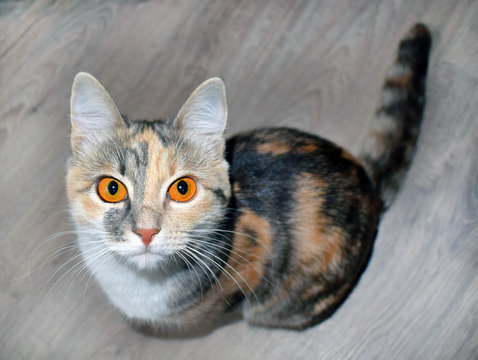 Сute tricolor cat with bright orange eyes sits on the floor. Expressive look.