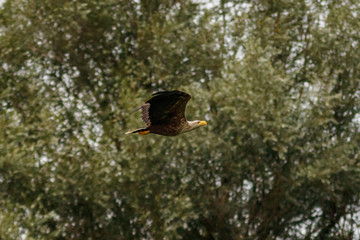 Seeadler