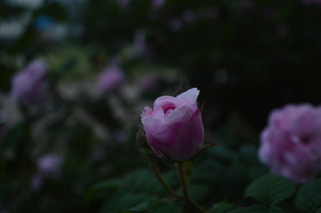 pink rose in the garden