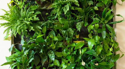 Green plant wall in home interior, vertical garden in living room close-up. Beautiful decoration...