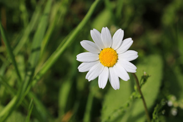 daisy in the grass