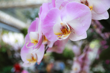 Fototapeta na wymiar Beautiful pink orchid, Vanda denisoniana flower.