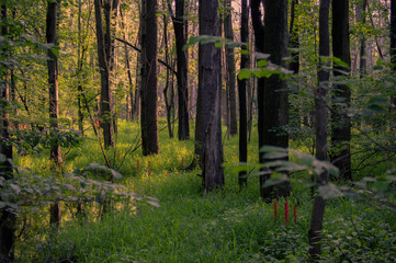 Summer marshy forest