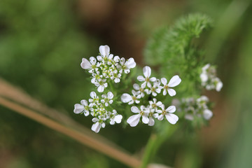 blue flowers in garden