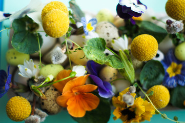 Easter holiday natural composition with first spring flowers like tricolor violas and primerose , quail eggs
