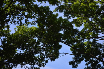 tree in the sky