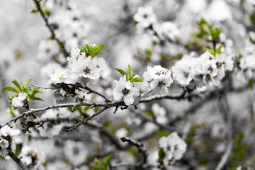 Almond gardens, Almond orchard in bloom, Judea plains Israel
