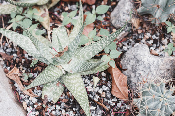 Succulent plant growing among stones and small cactus
