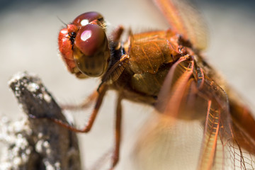 macro dragon fly brown