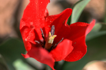 red tulip in the garden