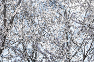Spring flowers