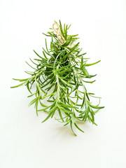 Rosemary on wood