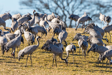 Many cranes of the field in early spring