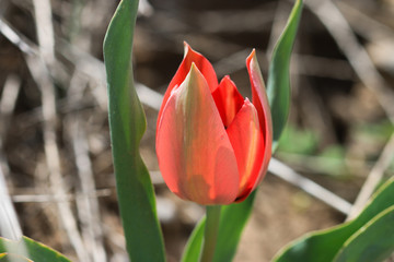 red tulip in the garden