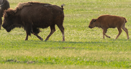 Bison Calf Follows Mother Across Field