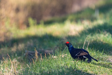 Black grouse standing in the grass and watching