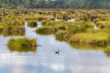 duck on marsh water reeds