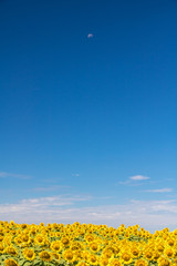 vertical sunflower field copy space