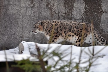 Snow leopard on the winter trail